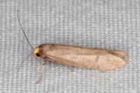 Agnoea