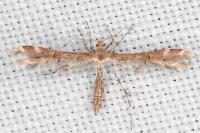Oxyptilus