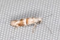 Cedestis subfasciella