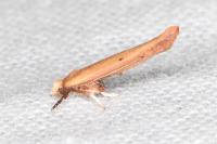 Zelleria hepariella
