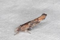 Zelleria oleastrella