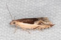 Ancylis apicella