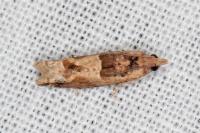 Crocidosema plebejana