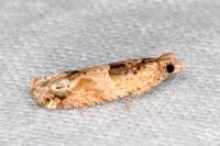 Crocidosema plebejana