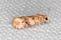 Lobesia botrana