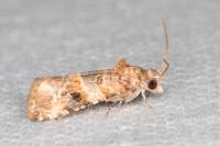 Lobesia botrana