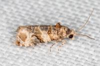 Lobesia botrana