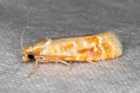 Rhyacionia buoliana