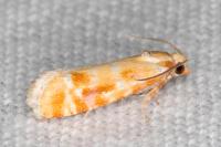 Rhyacionia buoliana