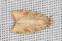 Aleimma loeflingiana
