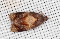 Ditula angustiorana