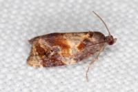 Ditula angustiorana