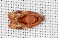 Ditula angustiorana
