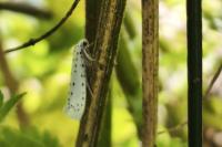 Yponomeuta