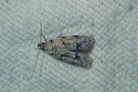 Symmoca signatella