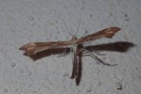 Gillmeria pallidactyla