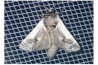 Parahypopta caestrum