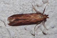 Metzneria neuropterella
