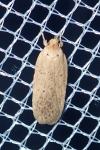 Agonopterix
