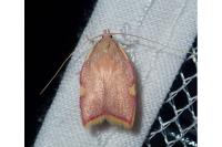 Carcina quercana