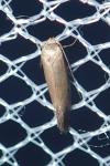 Elachista pigerella