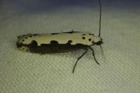 Ethmia bipunctella