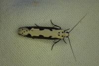 Ethmia bipunctella