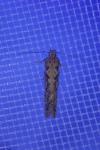 Scrobipalpa ocellatella