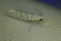 Yponomeuta