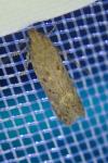 Scrobipalpa