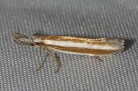 Pleurota aristella