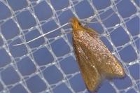 Eurodachtha pallicornella