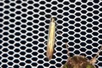 Coleophora