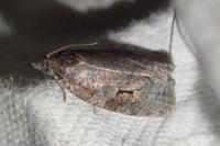 Apotomis semifasciana