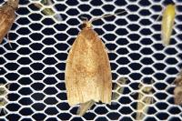Archips rosana