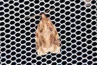 Archips xylosteana