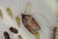 Acleris hastiana