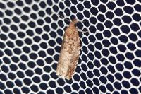 Ancylis achatana