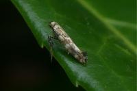 Gracillaria syringella
