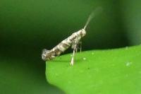 Gracillaria syringella