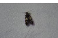Teleiodes flavimaculella