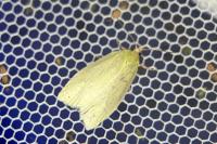 Tortrix viridana