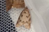Cnephasia