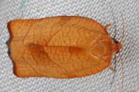 Cacoecimorpha pronubana
