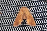 Apoda limacodes