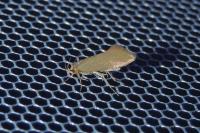 Crassa unitella