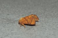 Apoda limacodes
