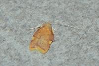 Carcina quercana