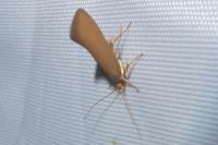 Crassa unitella