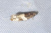 Gypsonoma dealbana